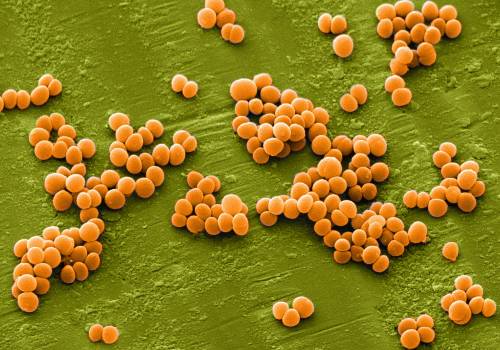 бактерий под микроскопом