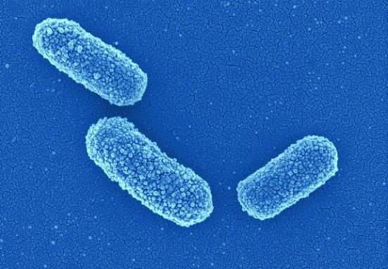 Бактерии клебсиеллы